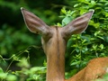 Uszy łani jelenia wirginijskiego. Fot. tnt.dc, źródło: http://commons.wikimedia.org/wiki/File:White-tailed_deer_in_Rock_Creek_Park.jpg, dostęp: 13.01.15
